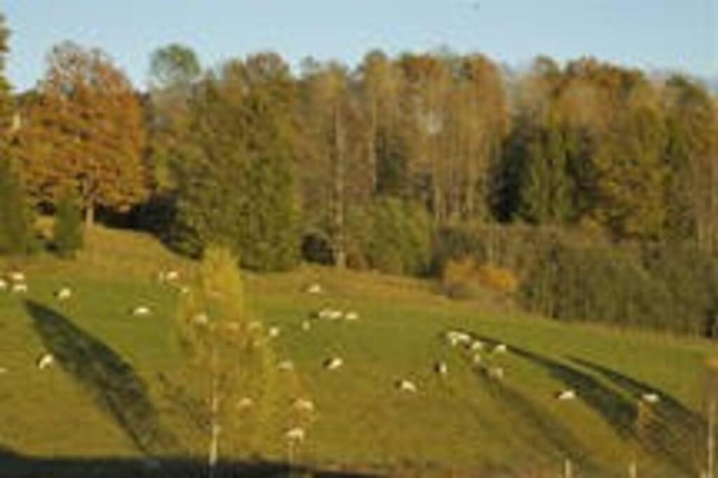Idyllic Small Farm Appartment Тёнсберг Экстерьер фото